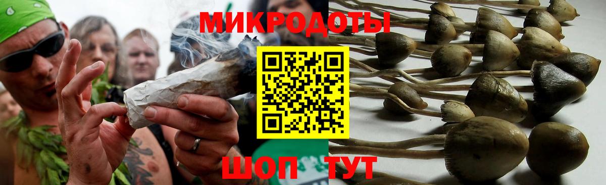 Псилоцибиновые грибы Psilocybe Ачинск